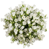 Bouquet of White Campanula - Flowers Box London