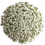 Bouquet of White Limonium