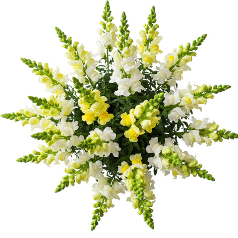 Bouquet of Yellow and White Snapdragons - Flowers Box London