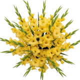 Bouquet of Yellow Gladiolus - Flowers Box London