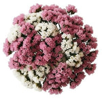 Bouquet Pink and White Limonium - Flowers Box London