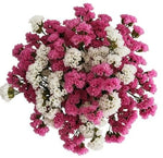 Bouquet Pink and White Limonium - Flowers Box London