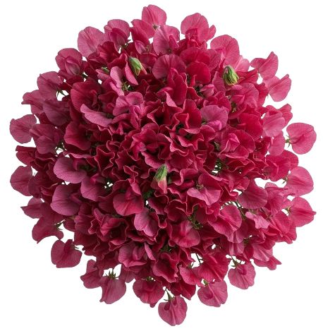Bouquet Pink Sweet Pea