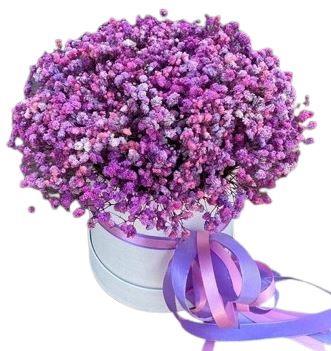 Box of Cerise and Purple Shedes Gypsophila