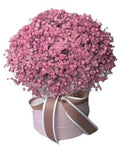 Box with Pink Gypsophila - Flowers Box London