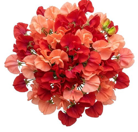 Bright Bouquet of Red and Coral Sweet Pea