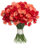 Bright Bouquet of Red and Coral Sweet Pea