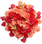 Bright Bouquet of Red and Coral Sweet Pea