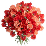 Bright Bouquet of Red and Coral Sweet Pea