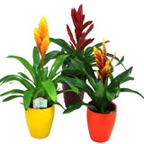 Bromelia in Ceramic Pot - Flowers Box London