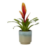 Bromelia in Ceramic Pot - Flowers Box London