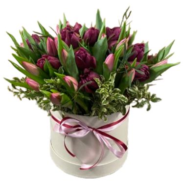Burgundy and Pink Rafined Tulips in Box