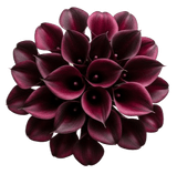 Burgundy Calla Lily Bouquet - Flowers Box London