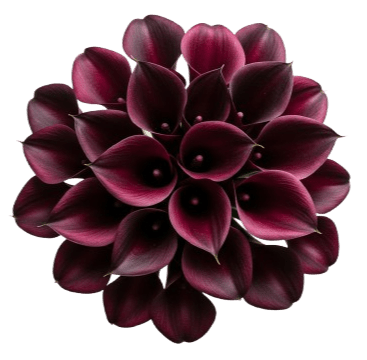 Burgundy Calla Lily Bouquet - Flowers Box London