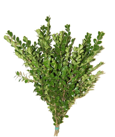 Buxus Sempervirens - Lush Green Boxwood for Year - Round Beauty - Flowers Box London