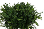 Buxus Sempervirens - Lush Green Boxwood for Year - Round Beauty - Flowers Box London