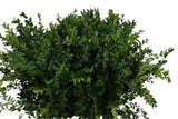 Buxus Sempervirens - Lush Green Boxwood for Year - Round Beauty - Flowers Box London