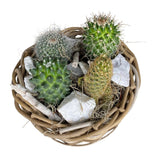 Cacti Arrangement in Round Wicker Basket - Flowers Box London