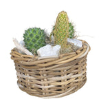 Cacti Arrangement in Round Wicker Basket - Flowers Box London