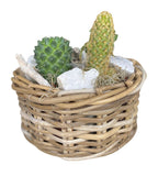 Cacti Arrangement in Round Wicker Basket - Flowers Box London