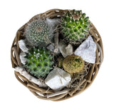 Cacti Arrangement in Round Wicker Basket - Flowers Box London