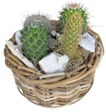 Cacti Arrangement in Round Wicker Basket - Flowers Box London
