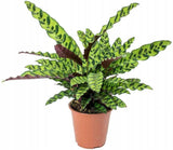 Calathea Lancifolia in Pot