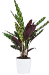 Calathea Lancifolia in Pot
