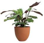 Calathea Leopardina in Pot