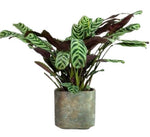 Calathea Leopardina in Pot