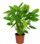 Calathea Leopardina in Pot