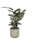 Calathea Majestica Whites in Pot