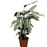 Calathea Majestica Whites in Pot - Flowers Box London