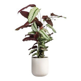 Calathea Majestica Whites in Pot - Flowers Box London