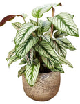 Calathea Majestica Whites in Pot