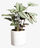 Calathea Majestica Whites in Pot - Flowers Box London