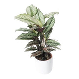 Calathea Majestica Whites in Pot - Flowers Box London