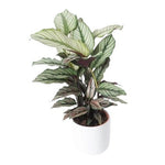 Calathea Majestica Whites in Pot