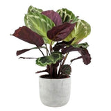 Calathea Roseopicta Medallion in Pot - Flowers Box London