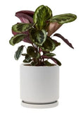 Calathea Roseopicta Medallion in Pot - Flowers Box London