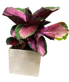 Calathea Roseopicta Rosy in Pot - Flowers Box London