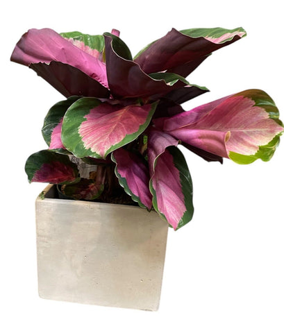 Calathea Roseopicta Rosy in Pot - Flowers Box London