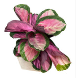 Calathea Roseopicta Rosy in Pot - Flowers Box London