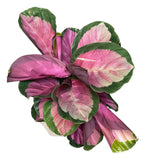 Calathea Roseopicta Rosy in Pot - Flowers Box London