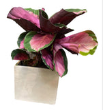 Calathea Roseopicta Rosy in Pot - Flowers Box London