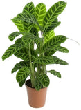 Calathea Zebrina in Pot - Flowers Box London