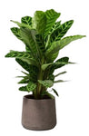 Calathea Zebrina in Pot