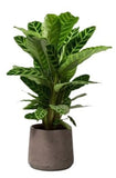 Calathea Zebrina in Pot - Flowers Box London