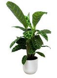 Calathea Zebrina in Pot - Flowers Box London
