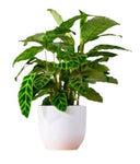 Calathea Zebrina in Pot